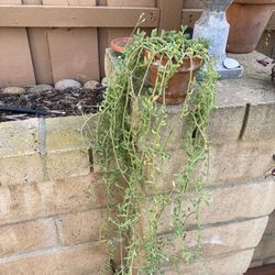 Blooming String Of Dolphins Senecio Peregrinus Succulent Plant In Terracotta Planter