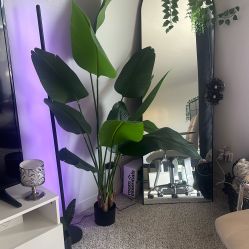 5 Ft Bird Of Paradise 