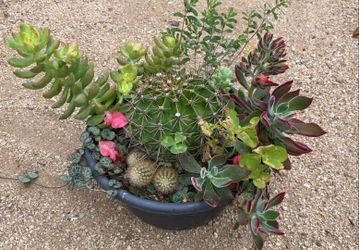 Plants for sale lemon grove area anytime