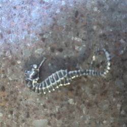 Sterling silver seahorse pin