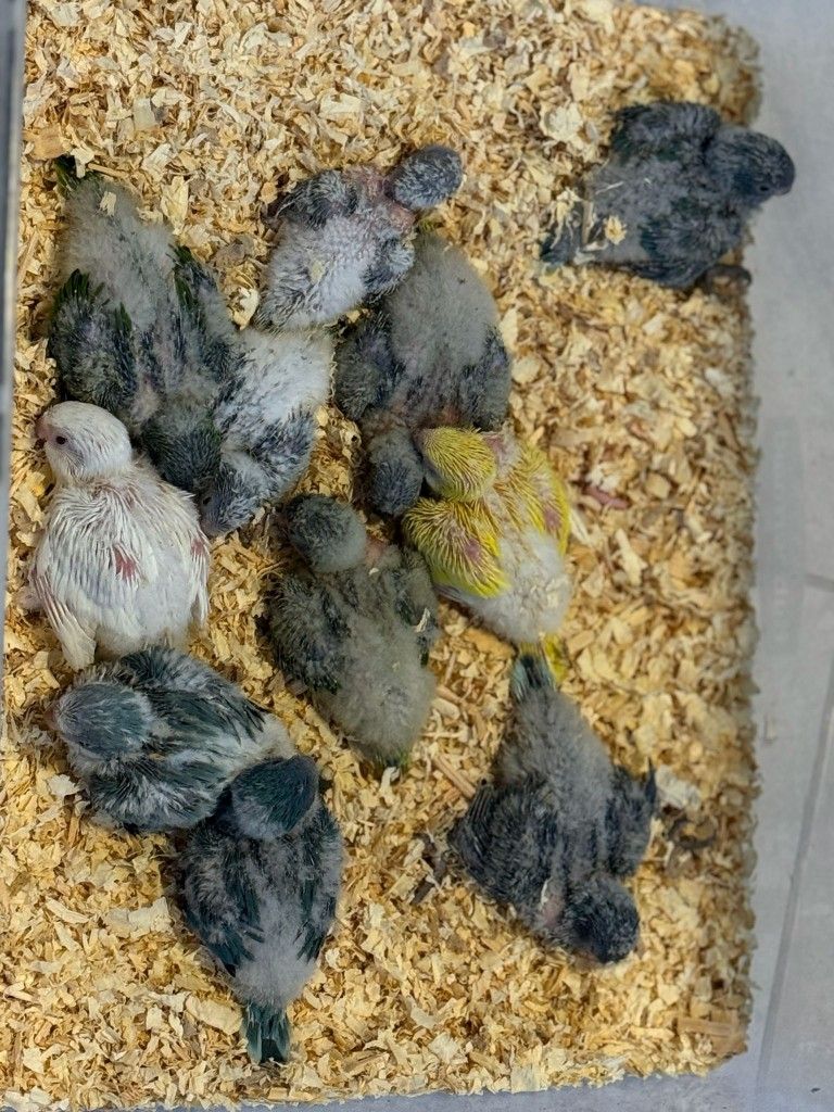 Pet Beds