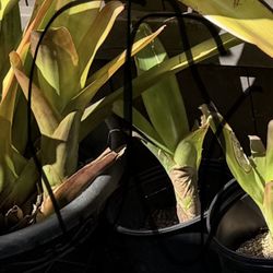 Bromeliads
