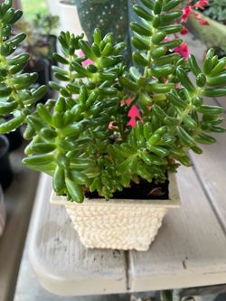 Succulent Plant