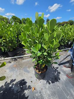 clusias podocarpus About 4  feet tall over the pot Instant privacy Hedge for fence green full  minimum  qty 20+