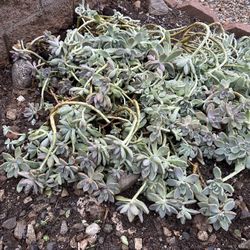 a heap of Beautiful plant