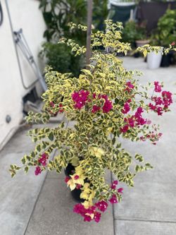 Bougainvillea, Camellina , Veranera Climbing Plant, In 5 Gallóns Pot Pick Up Only