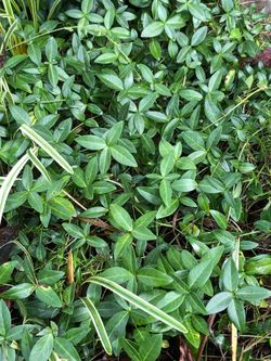 Free ground cover plants
