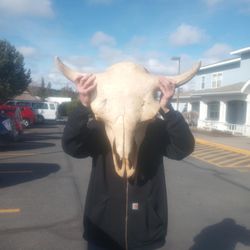 Skulls for Sale