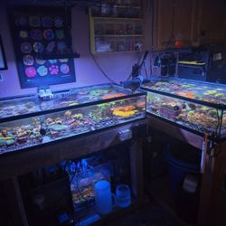 Aquarium Accessories