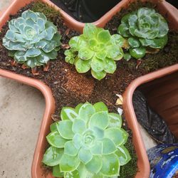 Succulent Starter Kits and MORE