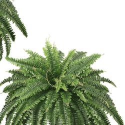 Artificial Boston Ferns Plants
