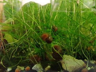 Red ramshorn snails