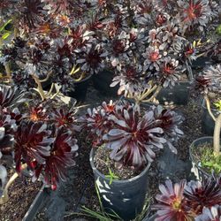 Black Succulents 