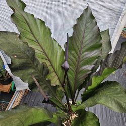 Rare Big Red Bird Nest Live Plants 