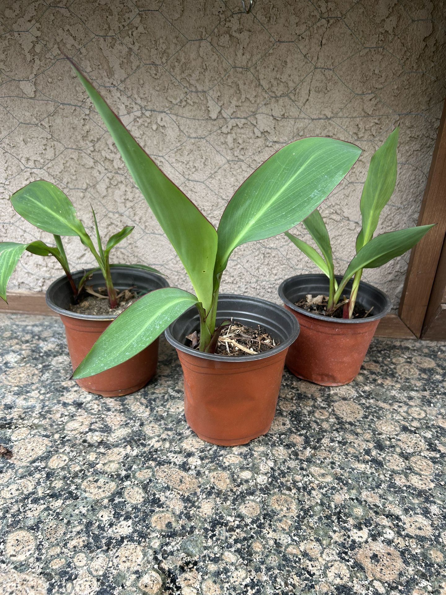 Canna Lily Plants