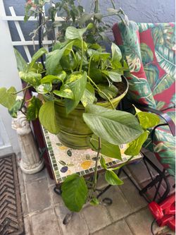 Beautiful photo plant in green pot 5 gallon.