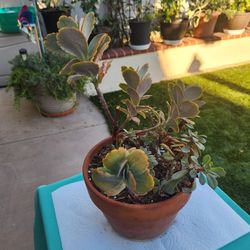 Variety Of  Succulants In Pot