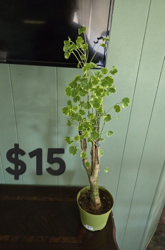 Aralia Bonsai