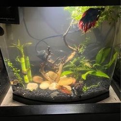Bow Fish Tank