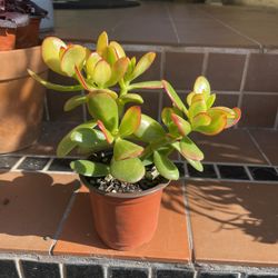 Sunset Jade Succulent Plant