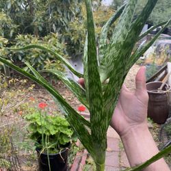 Aloe Vera plant cuttings 