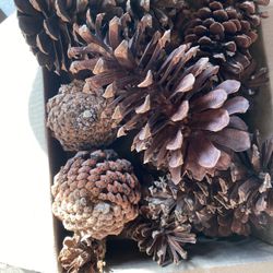 Natural Pine Cones 5-6” N Carolina