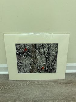fine art photography  red cardinals By David Schilling Signed 2013 With COA