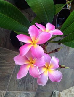 PLUMERIA (frangipani) live plants and cuttings