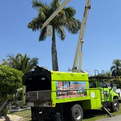Palm and tree trimming