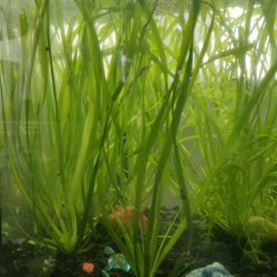 Water Plant Valiisneira+Free Guppies