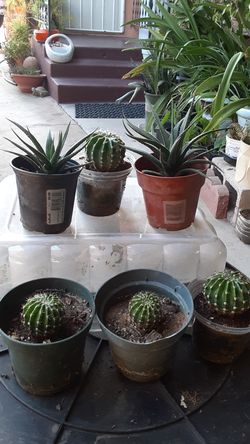 Plants for sale