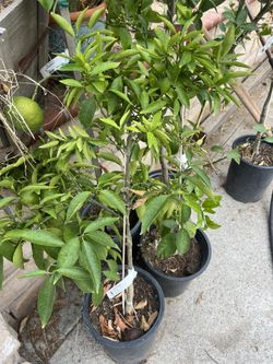 Shasta Gold Mandarin Tree