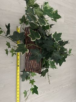 Small plant