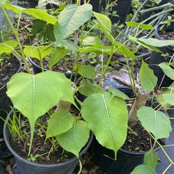 Peepar Plant (Bodi Plant) Sacred Tree