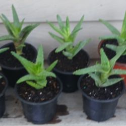 Aloe Succulent Plants 🪴 $2 Each