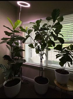 Fiddle leaf fig tree bundle