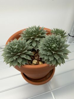 Sempervivum Jade Rose