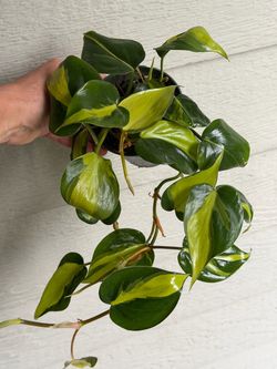 Philodendron Brazil