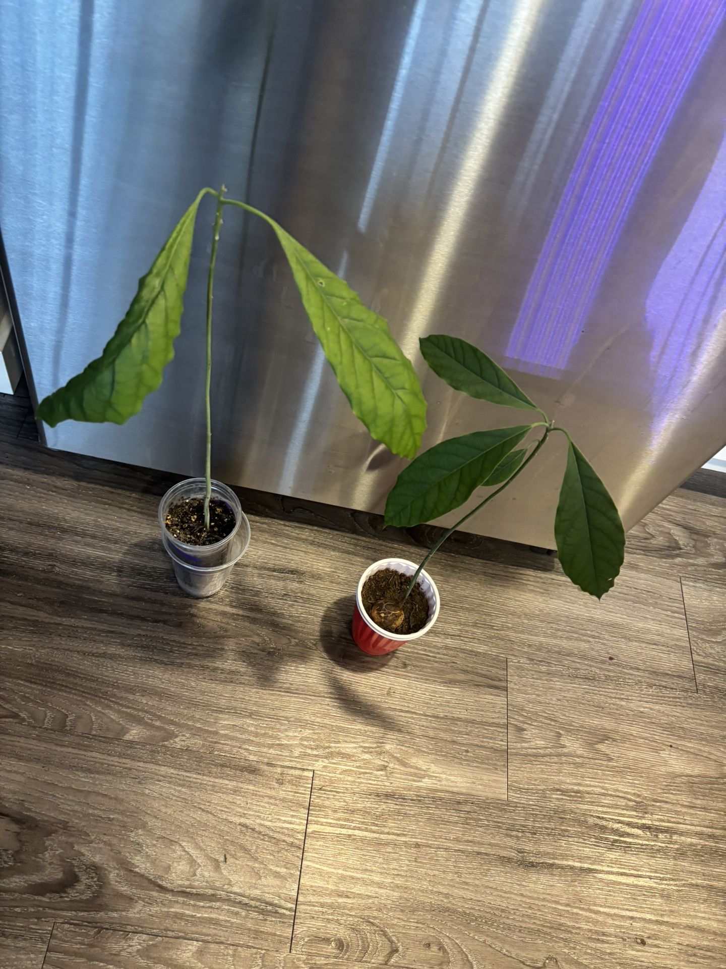 Two Different Variety Of Avocado