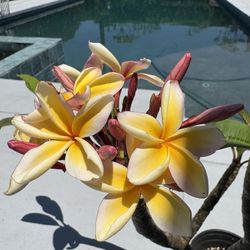 Plumeria