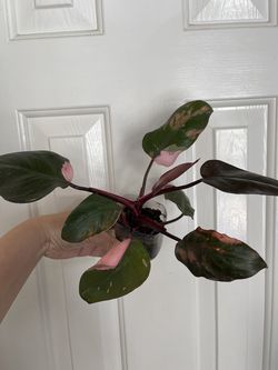 Philodendron pink Princess plant