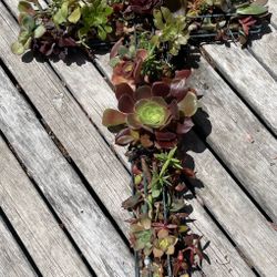 Living succulent crosses
