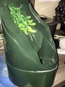Reptile Drinking Fountain