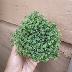 4β Sedum Hispanicum Blue Carpet