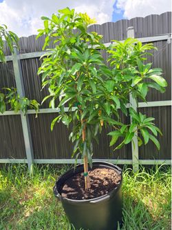 Súper Alphonso mango 25 gal