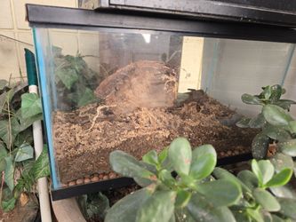 10 gallon reptile, Scorpion or tarantula cage