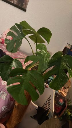 Monstera Borsigiana Albo Starts