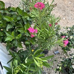 Oleander Flower Plant 