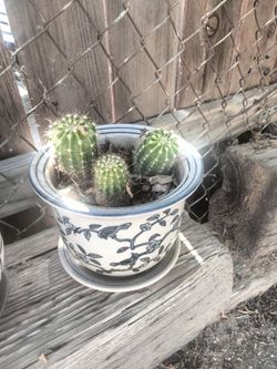 cactus 🌵