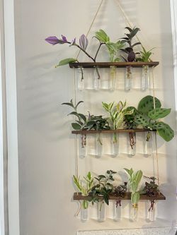 Houseplant Rooted Cutting